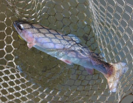 意外と釣れるぞ ～大安トラウトレイク～